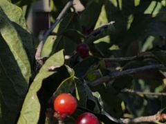 -北京大学-燕南食堂