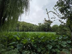 -桂湖森林公园