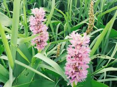 -艾溪湖湿地公园