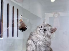 -青奢宠物·青奢猫舍