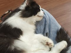 -楼上猫咖(罗湖店)