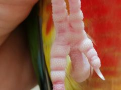 -立德异宠动物医院.兔鸟爬.内窥镜(天河店)