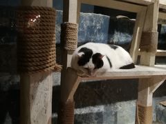 -猫咪博物馆(顶澳仔猫街店)