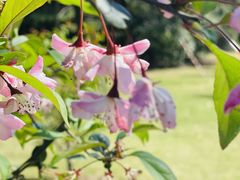 -新虹桥中心花园