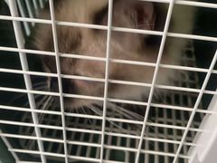 -伟伟宠物医院·瑞派猫友好医院·猫科(光谷店)