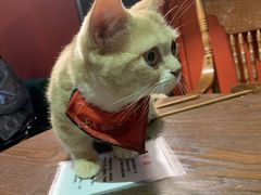 -猫色咖啡·猫咖