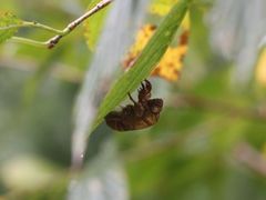 -福建鲤鱼洲酒店
