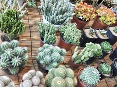 -双季花艺园艺市场(浦东店)