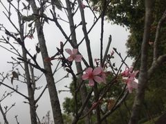 -聚龙山公园