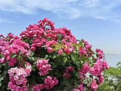 -上海滨江森林公园