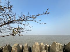 -上海滨江森林公园