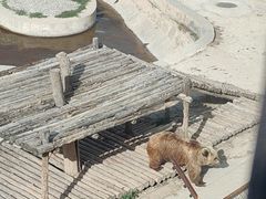 -青藏高原野生动物园
