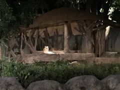 -清迈夜间动物园