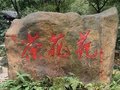 -金花茶公园
