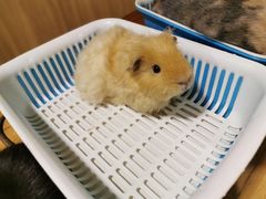 -藦茜花园宠物主题亲子互动体验馆(国顺东路店)