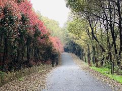 -雨花胜境