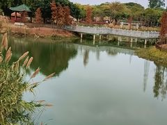 -王借岗森林公园