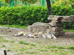 -上海野生动物园老虎餐厅