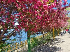 -长白岛森林公园