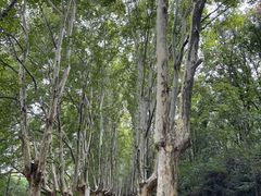 -灵谷景区