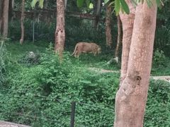 -清迈夜间动物园