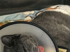 -艾贝尔宠物医院·24H转诊中心·肿瘤猫专科(江宁双龙店)