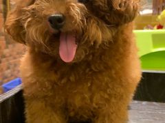 -more than meow吴止猫主题餐厅(承德 中船汇店)