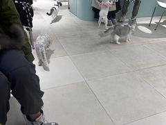 -怪兽屋·羊驼·猫咖·狗咖(俊华广场店)