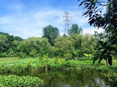-西湖风景区-江洋畈生态公园