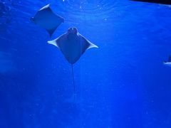 -上海海洋水族馆