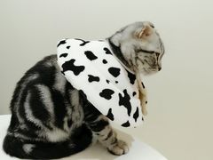 -艾贝尔宠物医院·24H转诊中心·肿瘤猫专科(江宁双龙店)