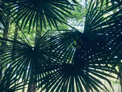 -黄海国家森林公园