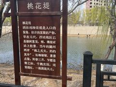 -桃花堤公园