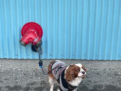 -飞跃加拿大