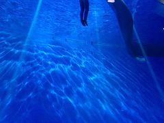 -芜湖新华联大白鲸海洋公园