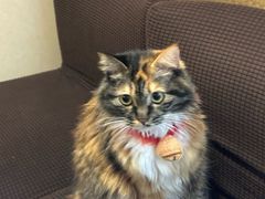 -雪月花(长江北路店)