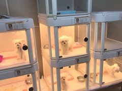 -翊宠yipet猫狗购宠庄园犬舍•猫舍