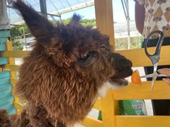 -美家乐农庄·露营·团建(大治路店)