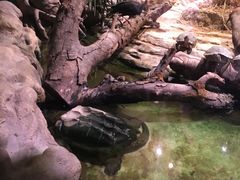 -正佳雨林生态植物园