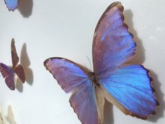 -上海昆虫博物馆