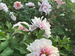 -黑龙江省森林植物园