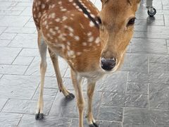 -清迈夜间动物园