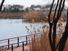 -贡湖湾湿地公园