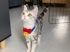 -lincat·猫舍(广州店)