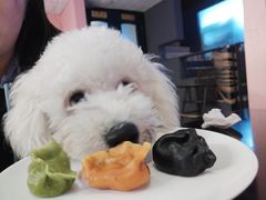 -百好乐宠物友好餐厅(朝外大街店)