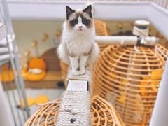 -Umiao与猫咖啡 猫咖