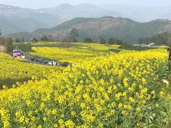 -桑洲油菜花景区