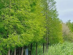 -溱湖国家湿地公园