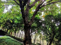 -龙头寺公园