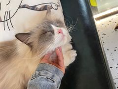 -喵喵咪呀布偶猫咖(春熙路店)